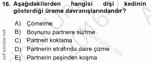 16. soru: Aşağıdakilerden hangisi dişi kedinin gösterdiği üreme davranışlarındandır? A) Çömelme B) Boynunu partnere sürtme C) P…