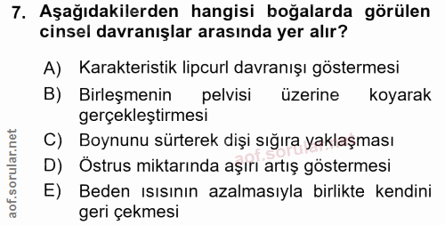 7. soru: Aşağıdakilerden hangisi boğalarda görülen cinsel davranışlar arasında yer alır? A) Karakteristik lipcurl davranışı gö…