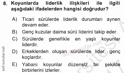 8. soru: Koyunlarda liderlik ilişkileri ile ilgili aşağıdaki ifadelerden hangisi doğrudur? A) Ticari sürülerde liderlik duruml…