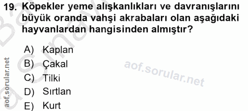19. soru: Köpekler yeme alışkanlıkları ve davranışlarını büyük oranda vahşi akrabaları olan aşağıdaki hayvanlardan hangisinden…