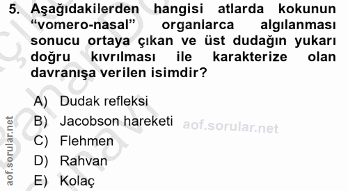 5. soru: Aşağıdakilerden hangisi atlarda kokunun "vomero-nasal" organlarca algilanması sonucu ortaya çıkan ve üst dudağın yuka…
