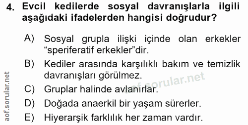 4. soru: Evcil kedilerde sosyal davranışlarla ilgili aşağıdaki ifadelerden hangisi doğrudur? A) Sosyal grupla ilişki içinde ol…