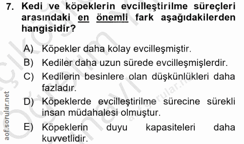 7. soru: Kedi ve köpeklerin evcilleştirilme süreçleri arasındaki en önemli fark aşağıdakilerden hangisidir? A) Köpekler daha k…