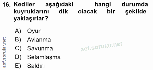 16. soru: Kediler aşağıdaki hangi durumda kuyruklarını dik olacak bir şekilde yaklaşırlar? A) Oyun B) . Avlanma C) Savunma D) S…