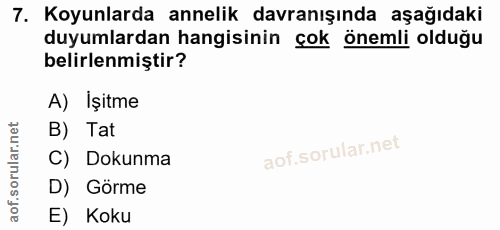 7. soru: Koyunlarda annelik davranışında aşağıdaki duyumlardan hangisinin çok önemli olduğu belirlenmiştir? A) Işitme B) Tat C…