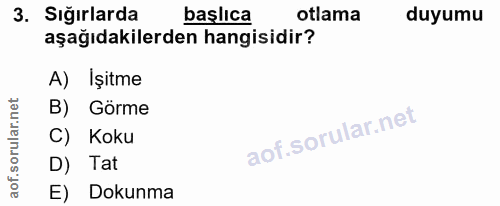 3. soru: Sığırlarda başlıca otlama duyumu aşağıdakilerden hangisidir? A) Işitme net B) Görme nf sorullar C) Koku D) Tat aof. E…