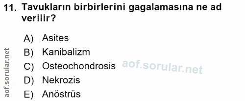 11. soru: Tavukların birbirlerini gagalamasına ne ad verilir? A) Asites B) Kanibalizm ar. C) ( Osteochondrosis rul D) Nekrozis…