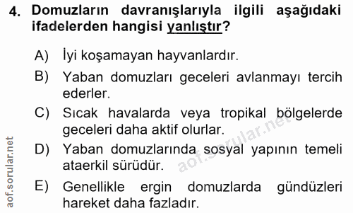4. soru: Domuzların davranışlarıyla ilgili aşağıdaki ifadelerden hangisi yanlıştır? A) Iyi koşamayan hayvanlardır. B) Yaban do…