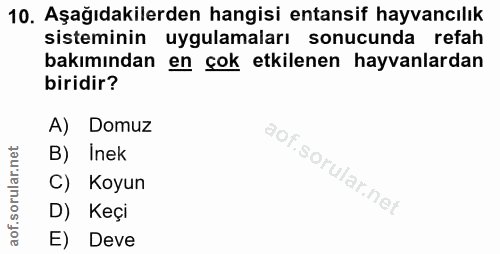 10. soru: Aşağıdakilerden hangisi entansif hayvancılık sisteminin uygulamaları sonucunda refah bakımından en çok etkilenen hayv…