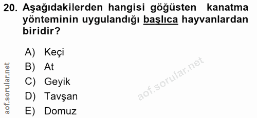 20. soru: Aşağıdakilerden hangisi göğüsten kanatma yönteminin uygulandığı başlıca hayvanlardan biridir? A) Keçi B) At C) Geyik…