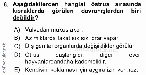 6. soru: Aşağıdakilerden hangisi östrus sırasında kısraklarda görülen davranışlardan biri değildir? A) Vulvadan mukus akar. B)…