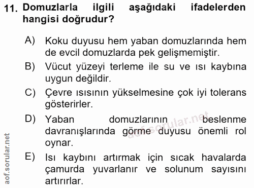 11. soru: Domuzlarla ilgili aşağıdaki ifadelerden hangisi doğrudur? A) Koku duyusu hem yaban domuzlarında hem de evcil domuzlar…