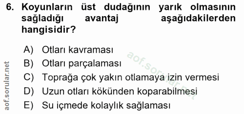 6. soru: Koyunların üst dudağının yarık olmasının sağladığı avantaj aşağıdakilerden hangisidir? A) Otları kavraması B) Otları…