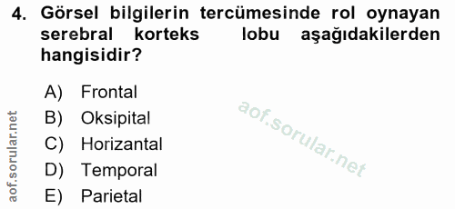 4. soru: Görsel bilgilerin tercümesinde rol oynayan serebral korteks lobu aşağıdakilerden hangisidir? A) Frontal B) Oksipital…