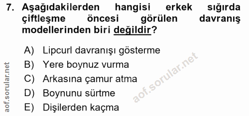 7. soru: Aşağıdakilerden hangisi erkek sığırda çiftleşme öncesi görülen davranış modellerinden biri değildir? A) Lipcurl davra…