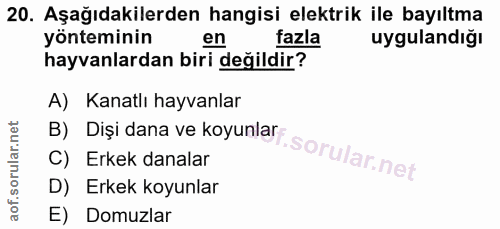 20. soru: Aşağıdakilerden hangisi elektrik ile bayıltma yönteminin en fazla uygulandığı hayvanlardan biri değildir? B) Dişi dan…