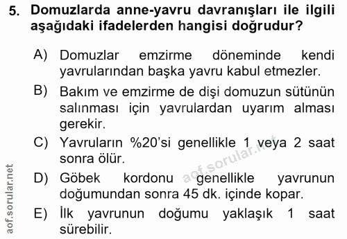 5. soru: Domuzlarda anne-yavru davranışları ile ilgili aşağıdaki ifadelerden hangisi doğrudur? A) Domuzlar emzirme döneminde k…