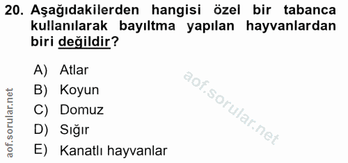 20. soru: Aşağıdakilerden hangisi özel bir tabanca kullanılarak bayıltma yapılan hayvanlardan biri değildir? A) Atlar B) Koyun…