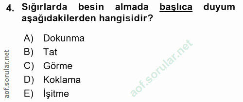 4. soru: Sığırlarda besin almada başlıca duyum aşağıdakilerden hangisidir? A) Dokunma B) Tat C) Görme D) Koklama E) Işitme