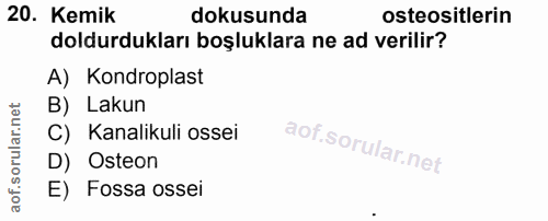 20. soru: Kemik dokusunda osteositlerin doldurdukları boşluklara ne ad verilir? A) Kondroplast B) Lakun C) Kanalikuli ossei D)…