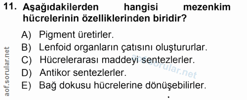 11. soru: Aşağıdakilerden hangisi mezenkim hücrelerinin özelliklerinden biridir? A) Pigment üretirler. B) Lenfoid organların ça…