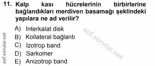 11. soru: Kalp kası hücrelerinin birbirlerine bağlandıkları merdiven basamağı şeklindeki yapılara ne ad verilir? A) Interkalat…
