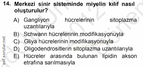 14. soru: Merkezi sinir sisteminde miyelin kılıf nasıl oluşturulur? A) Gangliyon hücrelerinin sitoplazma uzantılarıyla B) Schwa…
