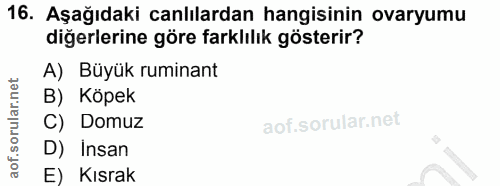 16. soru: Aşağıdaki canlılardan hangisinin ovaryumu diğerlerine göre farklılık gösterir? A) Büyük ruminant B) Köpek C) Domuz D)…