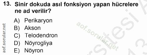 13. soru: Sinir dokuda asıl fonksiyon yapan hücrelere ne ad verilir? A) Perikaryon B) Akson C) Telodendron D) Nöyrogliya E) Nöyron