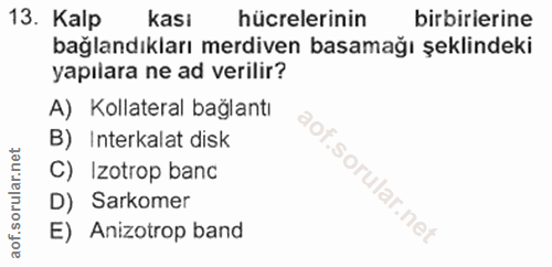 13. soru: Kalp kası hücrelerinin birbirierine bağlandıkları merdiven basamağı şeklindeki yapılara ne ad verilir? A) Kollateral…