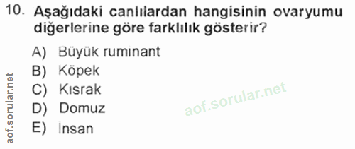 10. soru: Aşağıdaki canlılardan hangisinin ovaryumu diğerlerine göre farklılık gösterir? A) Büyük rumınant B) Köpek C) Kısrak D…