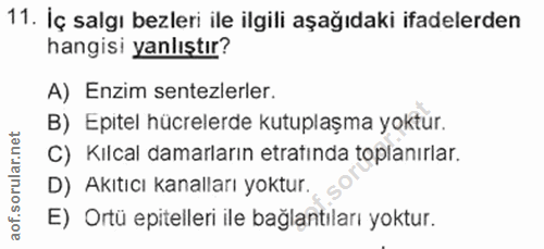11. soru: İç salgı bezleri ile ilgili aşağıdaki ifadelerden hangisi yanlıştır? A) Enzim sentezlerler. B) Epitel hücrelerde kutu…