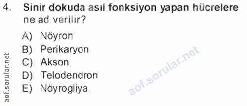 4. soru: Sinir dokuda asıl fonksiyon yapan hücrelere ne ad verilir? A) Nöyron B) Perikaryon C) Akson D) Telodendron E) Nöyrogliya