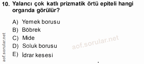 10. soru: Yalancı çok katlı prizmatik örtü epiteli hangi organda görülür? A) Yemek borusu B) Böbrek C) Mide D) Soluk borusu E)…