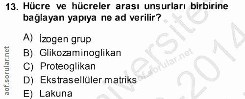 13. soru: Hücre ve hücreler arası unsurları birbirine bağlayan yapıya ne ad verilir? A) İzogen grup B) Glikozaminoglikan brular…