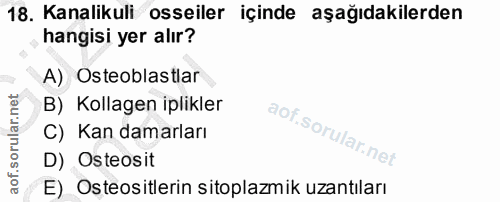 18. soru: Kanalikuli osseiler içinde aşağıdakilerden hangisi yer alır? A) Osteoblastlar B) Kollagen iplikler C) Kan damarları D…