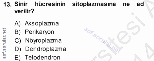 13. soru: Sinir hücresinin sitoplazmasına ne ad verilir? A) Aksoplazma B) Perikaryon aof.sorular.ne! C) Nöyroplazma D) Dendropl…