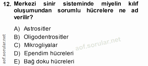 12. soru: Merkezi sinir sisteminde miyelin kılıf oluşumundan sorumlu hücrelere ne ad verilir? A) Astrositler B) Oligodentrositl…