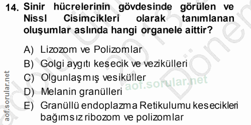 14. soru: Sinir hücrelerinin gövdesinde görülen ve Nissl Cisimcikleri olarak tanımlanan oluşumlar aslında hangi organele aittir…