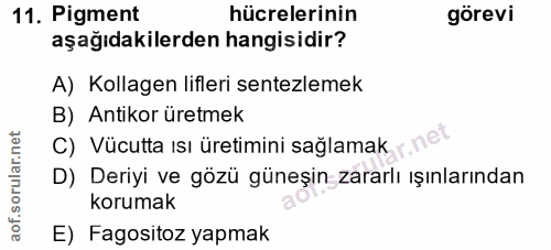 11. soru: Pigment hücrelerinin görevi aşağıdakilerden hangisidir? A) Kollagen lifleri sentezlemek B) Antikor üretmek C) Vücutta…