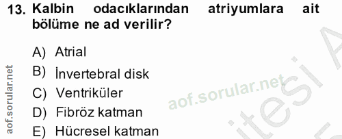 13. soru: Kalbin odacıklarından atriyumlara ait bolüme ne ad verilir? A) Atrial B) Invertebral disk c C) Ventriküler D) Fibröz…