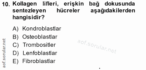 10. soru: Kollagen lifleri, erişkin bağ dokusunda sentezleyen hücreler aşağıdakilerden hangisidir? A) Kondroblastlar B) Osteobl…