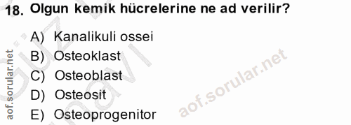18. soru: Olgun kemik hücrelerine ne ad verilir? A) Kanalikuli ossei B) Osteoklast C) Osteoblast D) Osteosit E) Osteoprogenitor