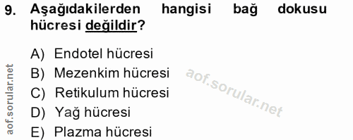9. soru: Aşağıdakilerden hangisi bağ dokusu hücresi değildir? A) Endotel hücresi B) Mezenkim hücresi C) Retikulum hücresi D) Y…
