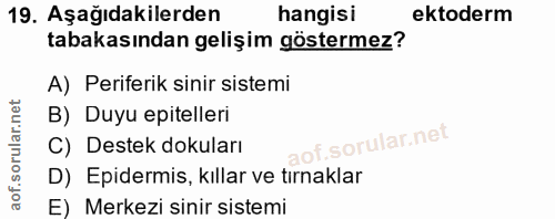 19. soru: Aşağıdakilerden hangisi ektoderm tabakasından gelişim göstermez? A) Periferik sinir sistemi B) Duyu epitelleri C) Des…