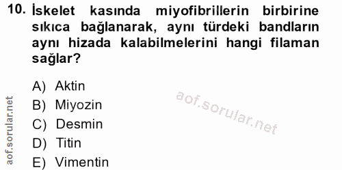 10. soru: Iskelet kasında miyofibrillerin birbirine sıkıca bağlanarak, aynı türdeki bandların aynı hizada kalabilmelerini hangi…