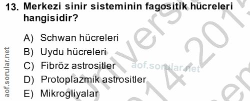 13. soru: Merkezi sinir sisteminin fagositik hücreleri hangisidir? A) Schwan hücreleri B) Uydu hücreleri C) Fibröz astrositler…