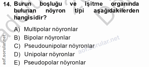 14. soru: Burun boşluğu ve işitme organında bulunan nöyron tipi aşağıdakilerden hangisidir? A) Multipolar nöyronlar B) Bipolar…