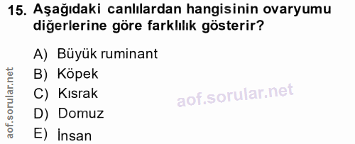 15. soru: Aşağıdaki canlılardan hangisinin ovaryumu diğerlerine göre farklılık gösterir? A) Büyük ruminant B) Köpek C) Kısrak D…