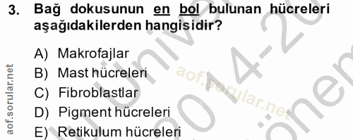 3. soru: Bağ dokusunun en bol bulunan hücreleri aşağıdakilerden hangisidir? A) Makrofajlar B) Mast hücreleri aor A C) Fibrobla…